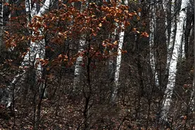 这个除草剂更厉害，专治大树、竹子、灌木和杂草，治一次管一年视频封面