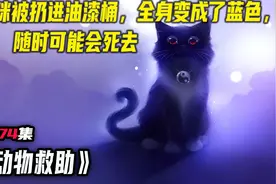 小猫咪被人扔进了油漆桶里，全身沾满了油漆变成了绿猫，危在旦夕视频封面