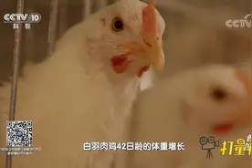 科研人员筛选出繁殖能力强的公鸡给母鸡配种，帮助后代增长体重视频封面