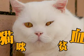 你知道吗，原来小猫咪也是会贫血的！视频封面