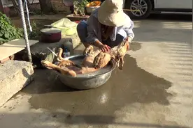 小金毛第一次洗澡，懒散的躺在盆里很享受，袄张却累的满头大汗