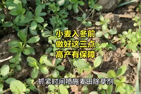 小麦入冬前，做好这三件事，小麦高产才有保障视频封面