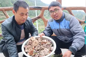 湖南大山居然长乌枞菌了，二叔收茶意外收获一大盆，炖一锅吃到撑视频封面