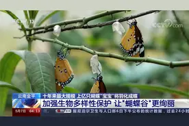 十年来最大规模 上亿只蝴蝶“宝宝”将羽化成蝶视频封面