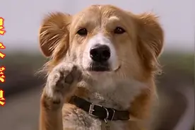忠犬寻主记，智商超过人类，你家的狗狗有这么聪明吗？视频封面