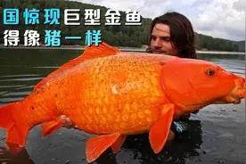 美国发现巨型“金鱼”，体型像猪一样，不仅耐高温还没有天敌视频封面