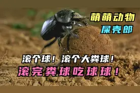 屎壳郎的口号你知道叫啥吗？滚个大粪球，滚完粪球吃球球！纪录片视频封面