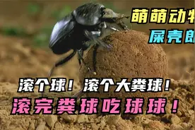 屎壳郎的口号你知道叫啥吗？滚个大粪球，滚完粪球吃球球！纪录片视频封面