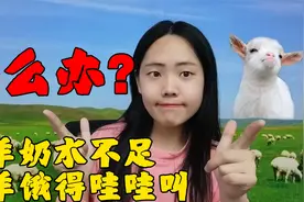 催奶小妙招！母羊奶水不足影响羊羔生长，养殖户可以这样做！视频封面