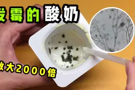发霉的酸奶为什么不能喝？显微镜放大2000倍能看见一堆细菌视频封面
