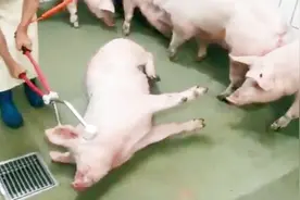 杀猪不见血，猪连惨叫声都没有发出来，这种杀猪场面头回见视频封面