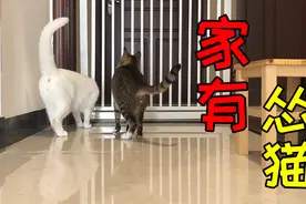 隔壁在搬家，猫咪跑去看热闹，结果邻居哥哥一靠近，小猫撒腿就跑视频封面