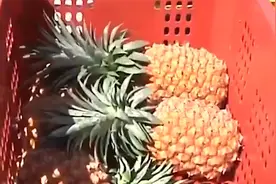 台湾把菠萝卖澳大利亚？澳果商懵了：我们有新鲜的，为啥冒险进口视频封面