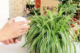 吊兰叶片发黄又瘦弱怎么办？试试这样做，吊兰生长得更好视频封面