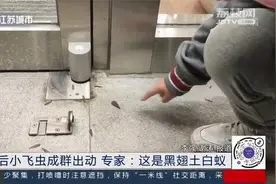胆小者莫入！雨后南京大批小飞虫出动，专家发来提醒：门窗关好！