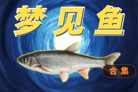 梦见不同的鱼什么预示？都说梦见鱼为财，实际上呢？鳄鱼，鲸鱼呢视频封面