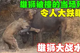 雄狮竟然被一头水牛反杀，让人大跌眼镜，看到最后才明白输的原因视频封面
