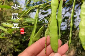 “网络鸡血藤”原来长这样，它的3种用途你了解多少？一起来看看视频封面
