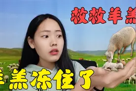 冬天下羊羔冻僵怎么办？只要1个方法，羊羔立刻活蹦乱跳！视频封面