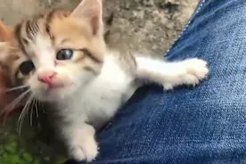 心碎！小流浪猫看见有人就凑过来绝望嚎叫求救，凄惨的叫声太揪心视频封面