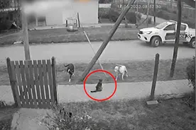 猫咪被一群流浪狗围攻，眼看警车停下，猫咪立马上前求救视频封面
