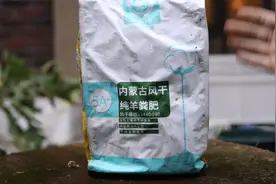 养花用什么有机肥？园艺师教你，就用羊粪肥视频封面