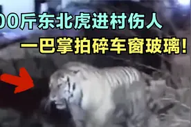 400斤东北虎进村伤人，一巴掌瞬间拍碎车窗玻璃，又扑倒女村民视频封面