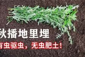 此物秋播地里埋，有虫驱虫，无虫肥土，艾叶是个宝，防治根蛆地蛆视频封面