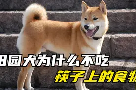 你知道田园犬有多通人性吗，为什么不会吃人类筷子上的食物？视频封面