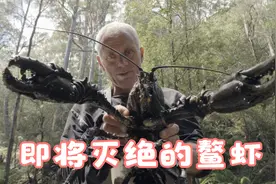 世界上最大的淡水虾，如今被吃到几乎灭绝视频封面