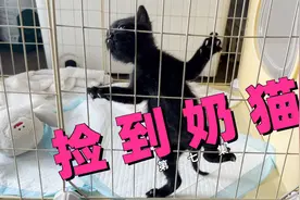 捡到的小奶猫和家里大猫首次见面，原住民却落荒而逃？视频封面