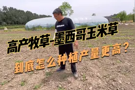 墨西哥玉米草怎么种植产量高？每20天就能收一茬，南方能割5~8次视频封面