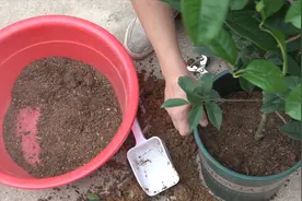 桂花就得这样栽种，服盆更快，让它更好的适应新环境视频封面