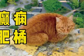 癫痫猫随时发病，被困34楼沿边摇摇欲坠！视频封面