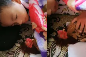 男孩玩累了抱着公鸡睡着了，网友一看乐了：鸡怎么也“躺着”睡了视频封面