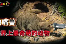 世上“最奇葩”的生物鸭嘴兽，躲过了生物大灭绝，卵生孵化再哺乳视频封面