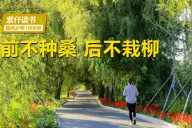 “前不栽桑，后不栽柳”什么意思，有什么讲究呢？视频封面