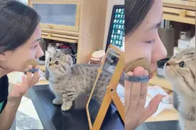 女生每次化妆出门，猫猫都会好奇观看，主人：精致的猫猫男孩视频封面