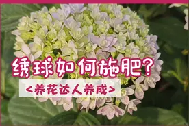 养绣球不知道应该如何施肥？来看看园艺师是如何让绣球花头硕大的视频封面