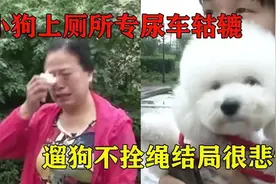 女子小区遛狗不料狗狗撕心裂肺狂叫，送医途中死亡，原因竟是中毒视频封面