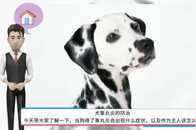 犬睾丸炎的防治视频封面