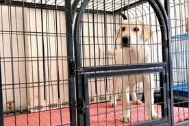 狗狗在笼子里面一直叫怎么办 拉布拉多训狗教程视频视频封面