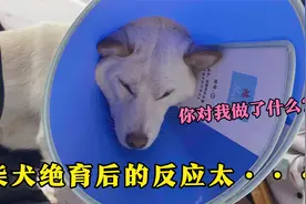当柴犬得知自己被绝育后的反应，完整的显示出了它倔的性格视频封面