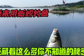 如何用蚯蚓狂拉鲫鱼？老钓友教你三个小技巧，简单实用让你钓过瘾视频封面