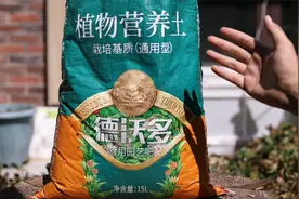 家里养花用什么土？园艺师教你，别用泥巴土，用营养土才正确视频封面