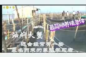 大海里养殖螃蟹，最简陋和最原始的养殖条件，能够产出最高效益！视频封面