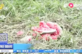 济宁金乡遭遇冰雹，鸡鸭鹅狗被砸死，农田直接绝产，村民痛心不已