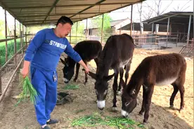 养驴要养草，还要饲料搭配合理，驴才长肉快，大家来欣赏了解下视频封面