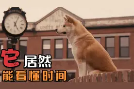 一个人一条狗，一段情谊，一生守候，看哭了视频封面