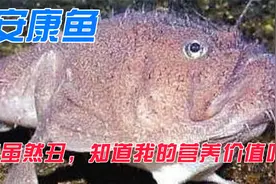 安康鱼虽然丑，营养价值有哪些；对人身体健康有哪些益处视频封面